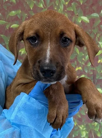 A young small-sized female Shepherd dog named Sapphire for adoption in San Antonio, TX