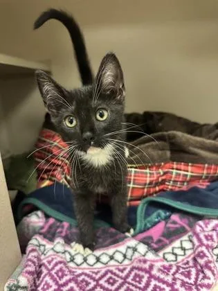 A young small-sized male Domestic Short Hair cat named Ace for adoption in Quakertown, PA