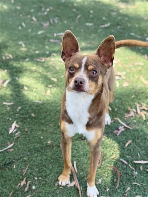 An adult small-sized male Chihuahua dog named Cashew for adoption in Fremont, CA