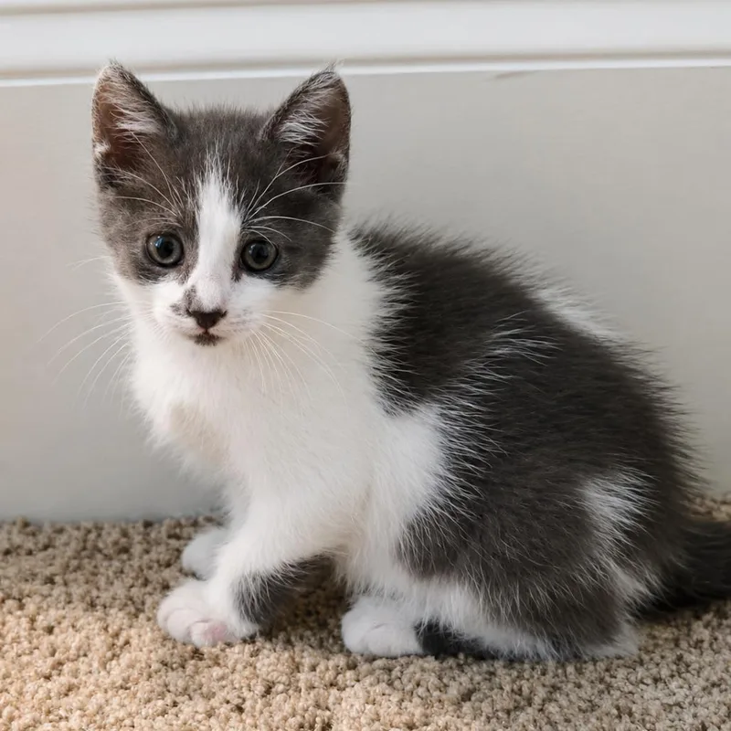 A baby small-sized male Gray / Blue / Silver Domestic Long Hair cat named Ricky Ricardo for adoption in Houston, TX