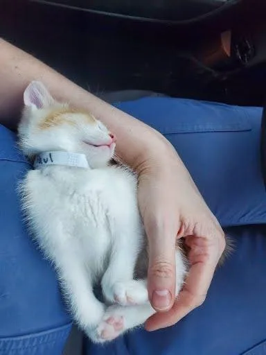 A young small-sized male Domestic Short Hair cat named Paul for adoption in Columbus, IN