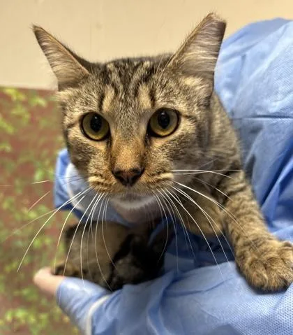 A young small-sized male Domestic Short Hair cat named Coffee for adoption in San Antonio, TX