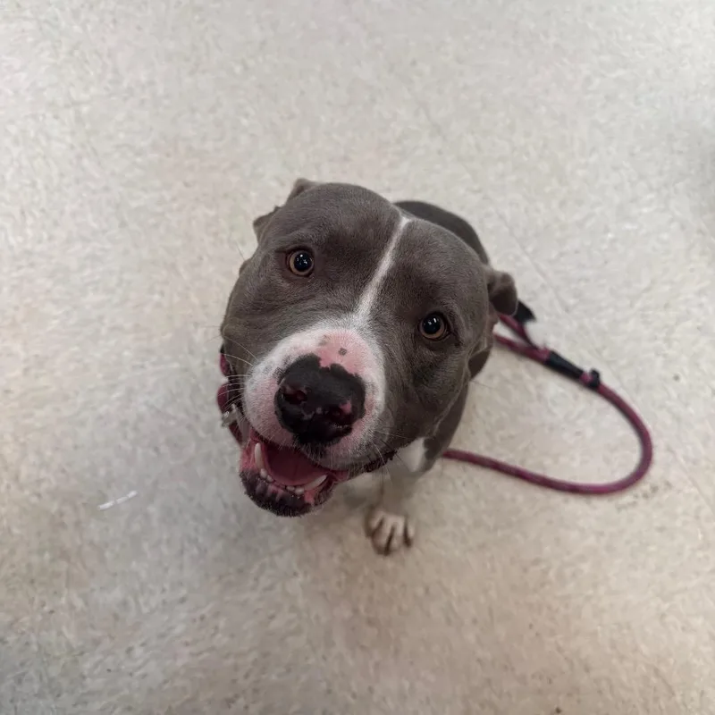 An adult large-sized male Gray / Blue / Silver Mixed Breed dog named Flipper for adoption in Columbus, GA