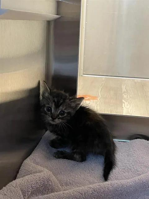 A baby small-sized female Domestic Short Hair cat named Coconut for adoption in Pearland, TX