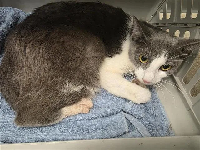 A young small-sized female Domestic Short Hair cat named Salomei for adoption in San Antonio, TX