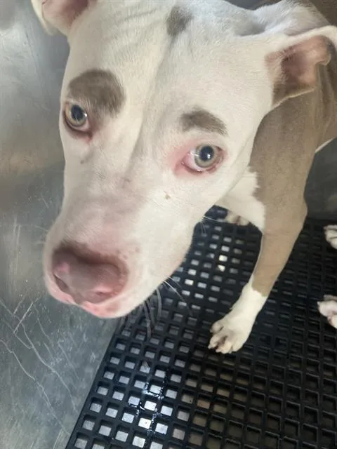 A young large-sized female Pit Bull Terrier dog named Milly for adoption in Dallas, TX