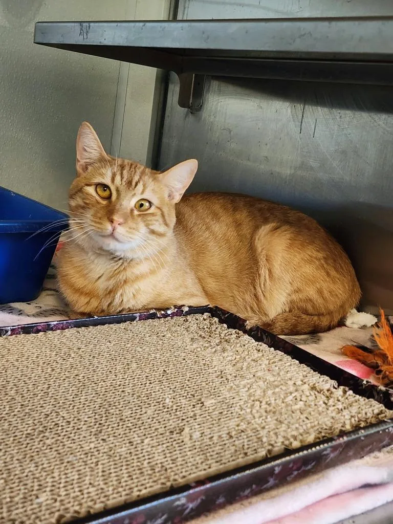 A young medium-sized male Domestic Short Hair cat named Rusty for adoption in New Kensington, PA