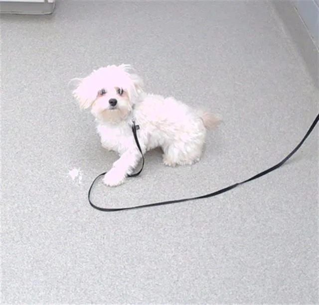 A young small-sized male Poodle dog named Crimson for adoption in Omaha, NE