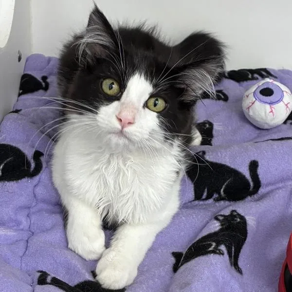 A baby medium-sized male Domestic Short Hair cat named Cilantro for adoption in Silverdale, WA