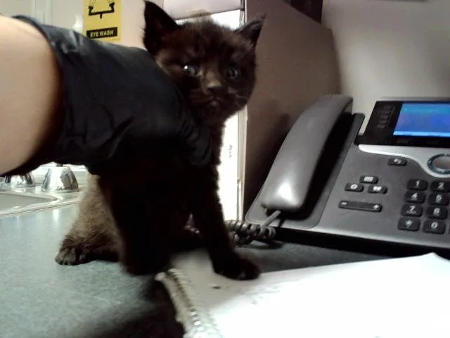 A baby small-sized female Domestic Short Hair cat named Elvira for adoption in Martinez, CA
