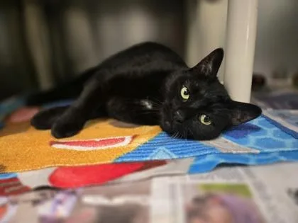 A senior small-sized female Domestic Medium Hair cat named Sadie for adoption in Coon Rapids, MN
