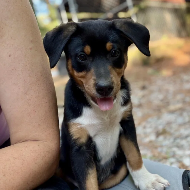 A baby small-sized male Black Hound dog named Croissant for adoption in Wake Forest, NC
