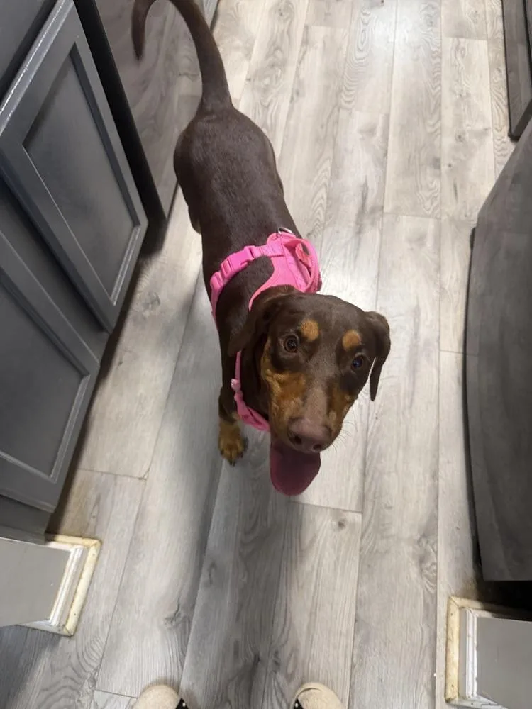 A young medium-sized female Doberman Pinscher dog named Zara for adoption in Jackson, GA
