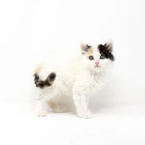 A baby medium-sized female Domestic Short Hair cat named Minji for adoption in Florence, AZ
