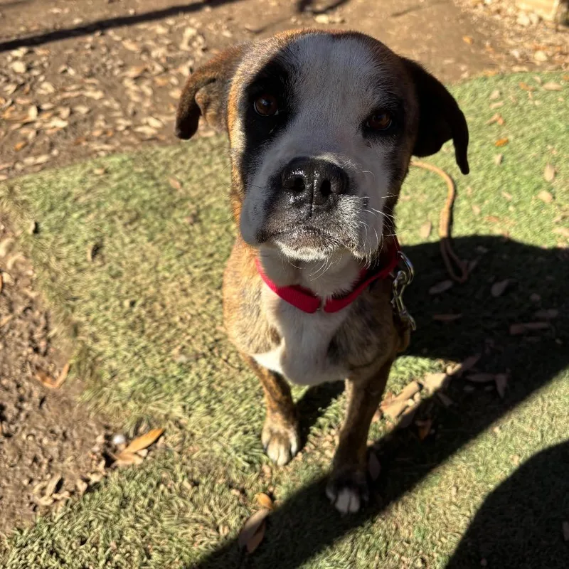 An adult medium-sized male Brindle Boxer dog named Rolo for adoption in Austin, TX