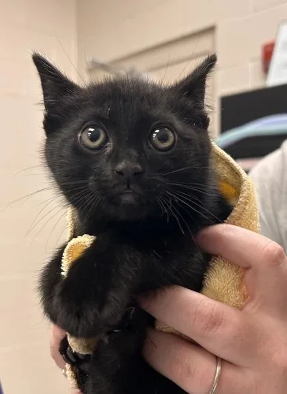A baby small-sized male Domestic Short Hair cat named Gouda for adoption in Fishers, IN