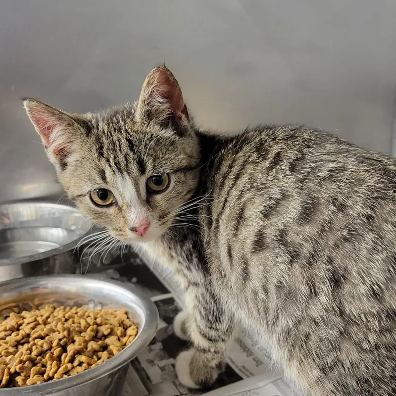 A baby small-sized female Brown / Chocolate Domestic Short Hair cat named Sweet Pea for adoption in Ruckersville, VA