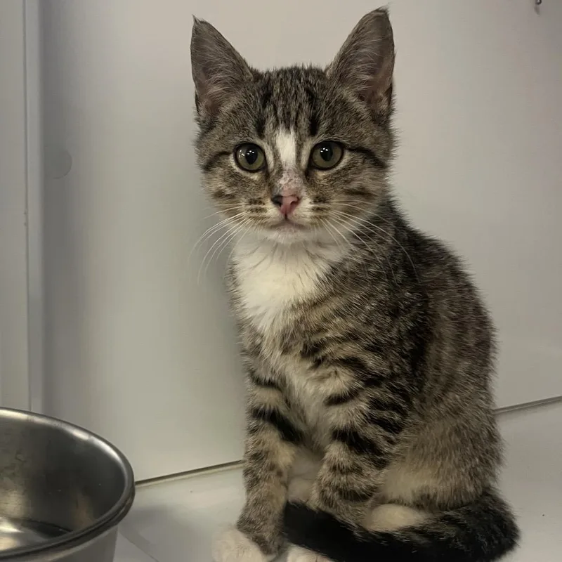 Sweet Pea thumbnail 2