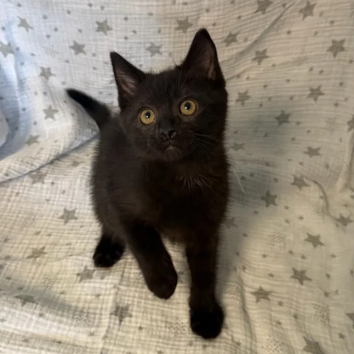 A baby medium-sized male Black Domestic Short Hair cat named Jet for adoption in Greensburg, PA