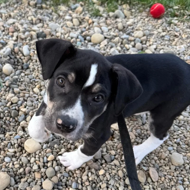 A baby large-sized male Coonhound dog named Titan for adoption in Columbia Station, OH