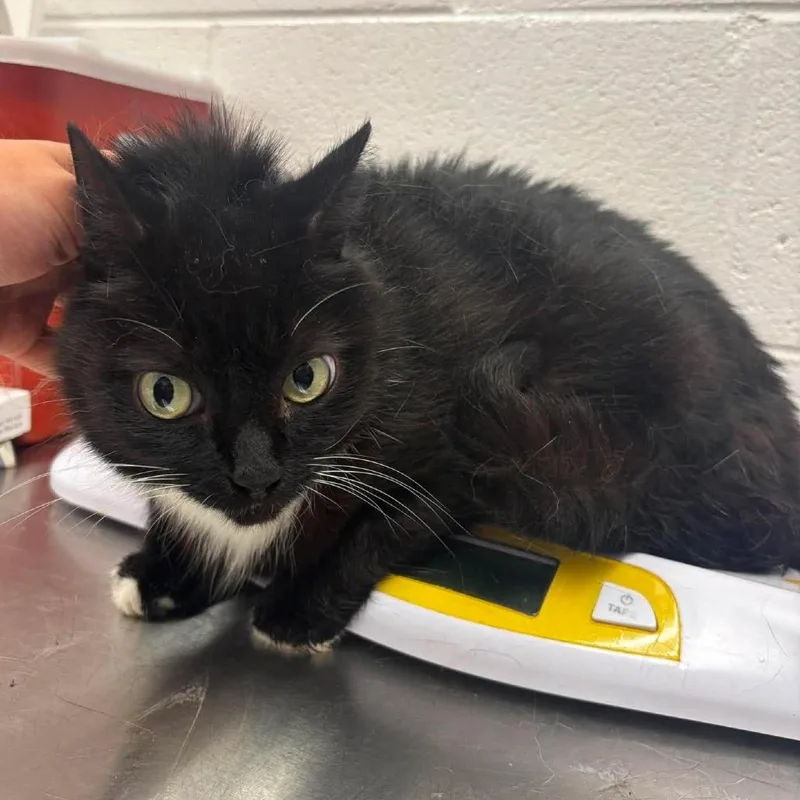 An adult medium-sized female Domestic Short Hair cat named Tammy for adoption in Rocky Mount, VA
