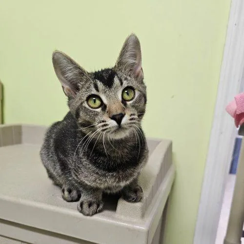 An adult small-sized female Black Domestic Short Hair cat named Lucinda C for adoption in Frankfort, KY