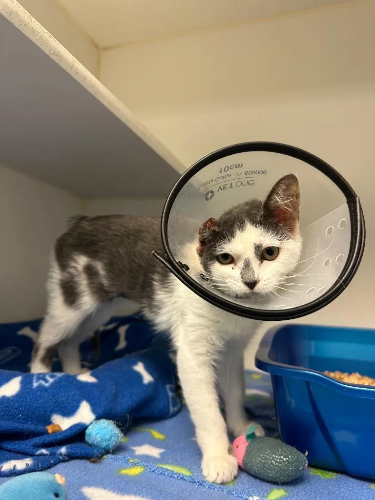A baby small-sized female Domestic Short Hair cat named Opal for adoption in Johnson City, TN