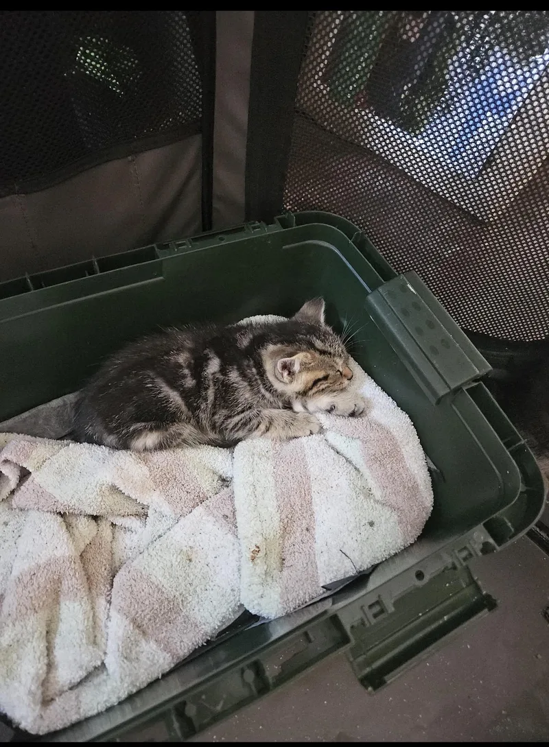 A baby large-sized male Tabby (Brown / Chocolate) Domestic Short Hair cat named Snoozy for adoption in Rochester Hills, MI