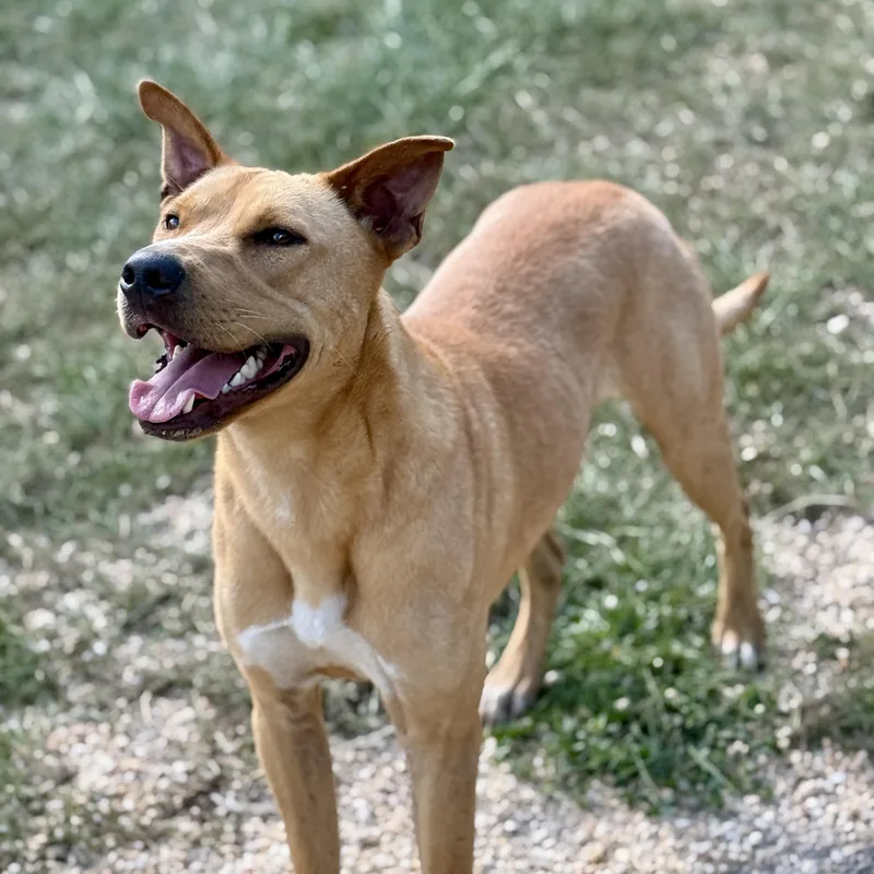 Santiago thumbnail 3