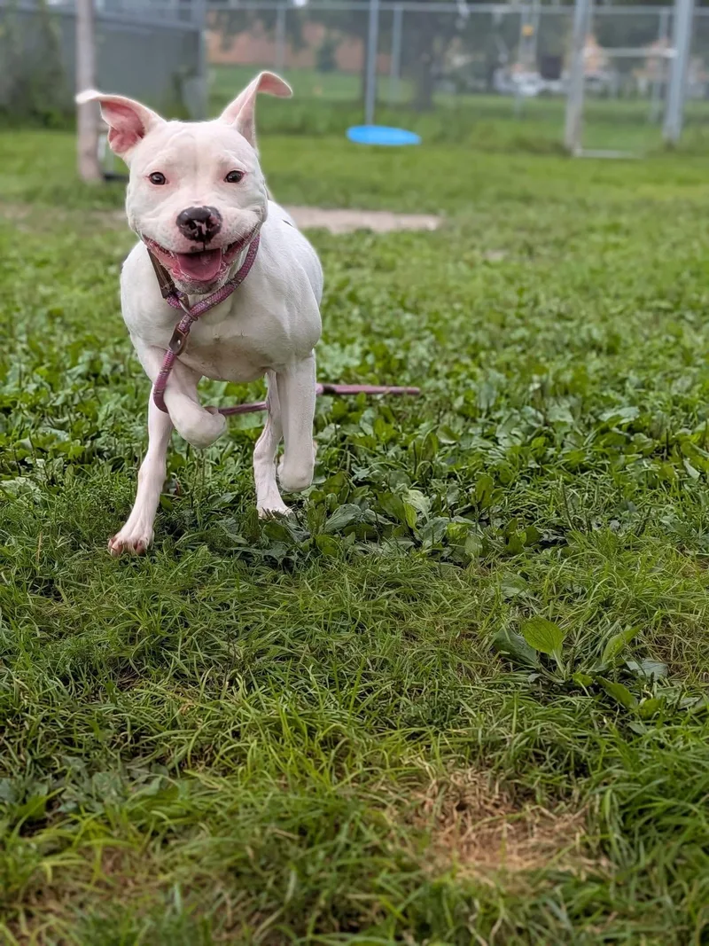 A young medium-sized female White / Cream Pit Bull Terrier dog named Parasol for adoption in Chicago, IL