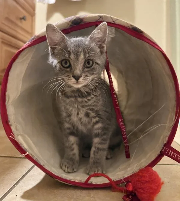 A baby small-sized female Domestic Medium Hair cat named Zaina for adoption in Walnut Creek, CA
