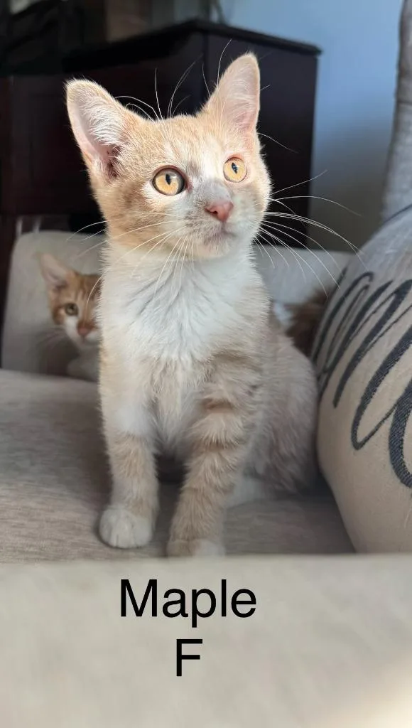 A baby small-sized female Domestic Short Hair cat named Pumpkin for adoption in Darien, GA