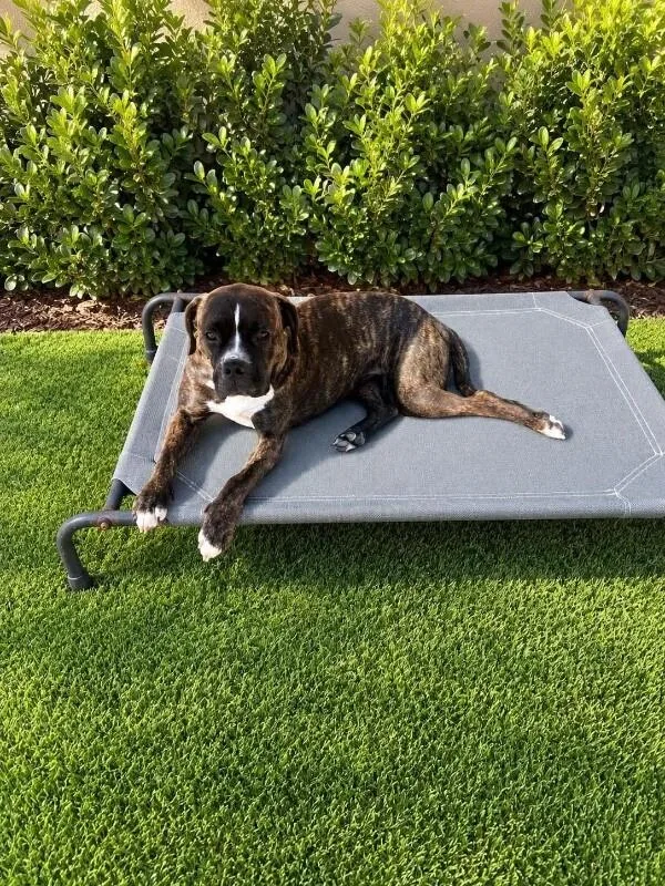 A young medium-sized female Boxer dog named Mandy for adoption in Windsor, CO