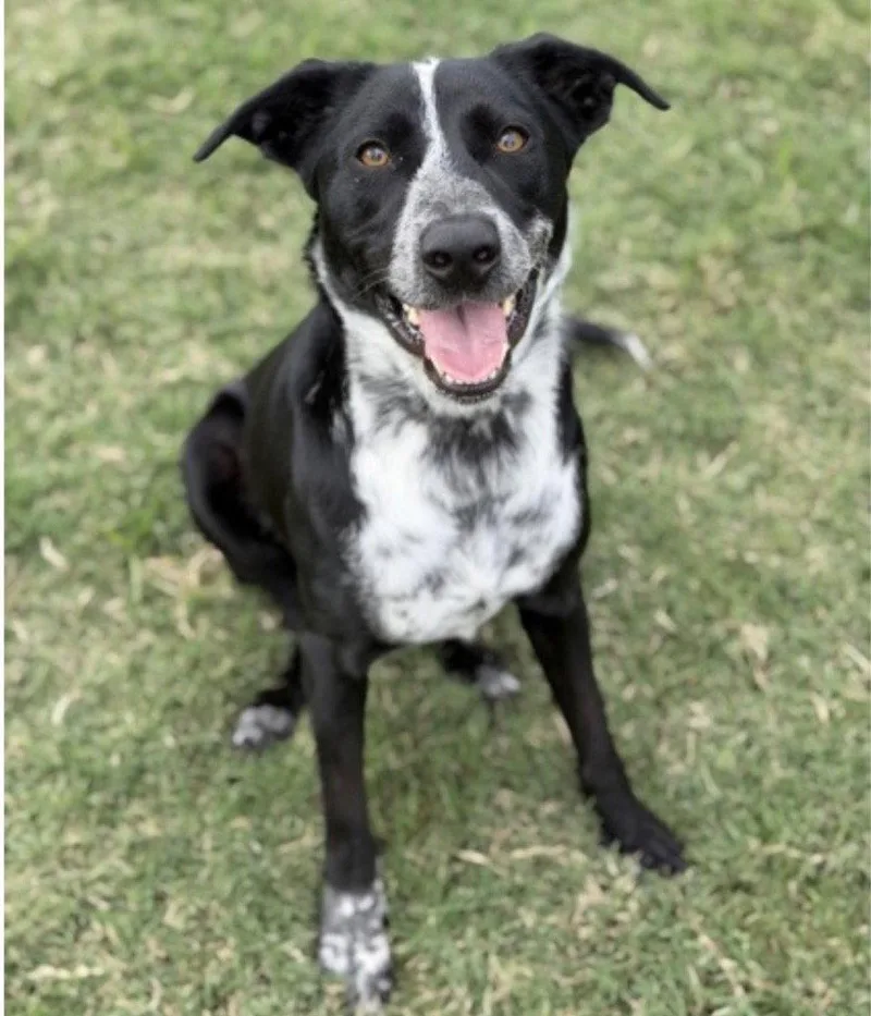 Duke