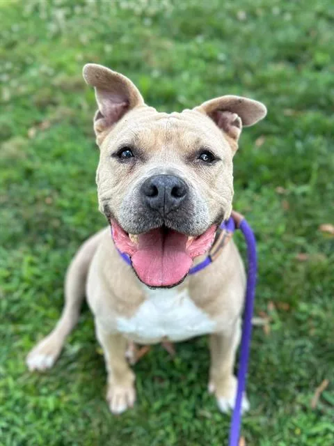 A senior large-sized female Pit Bull Terrier dog named Baby Girl for adoption in Charlotte, NC