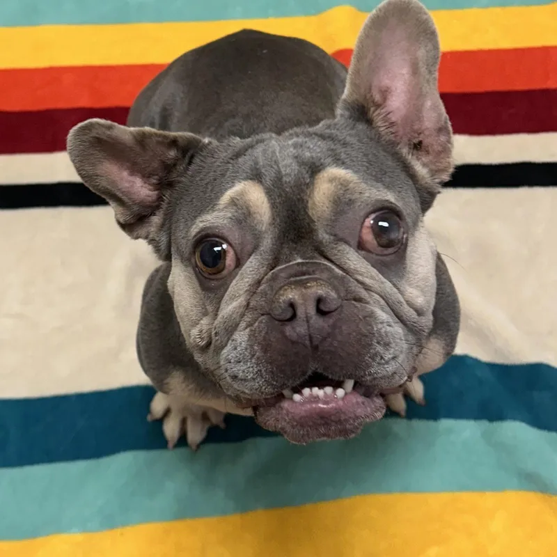 An adult small-sized female French Bulldog dog named Justine for adoption in Burlingame, CA