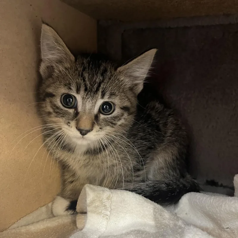 A baby small-sized male Brown / Chocolate Domestic Short Hair cat named Dudley for adoption in Baker City, OR