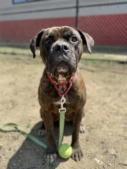 An adult extra large-sized male Mixed Breed dog named Zeus for adoption in West Chester, PA