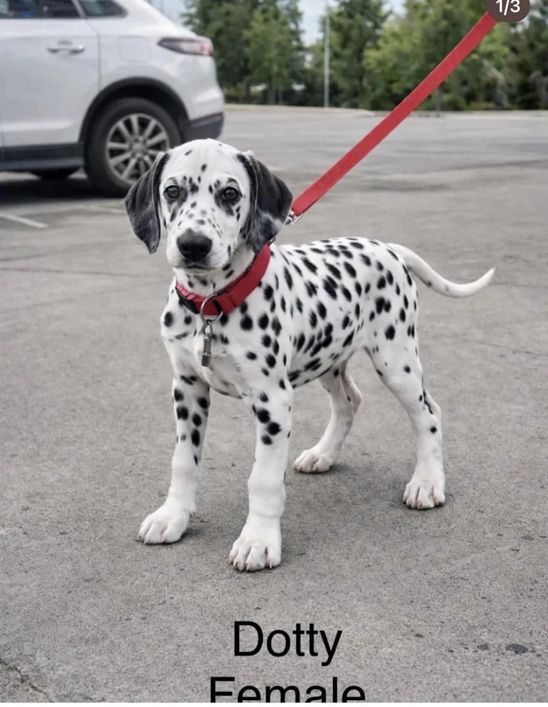 Dalmatian Litter thumbnail 2