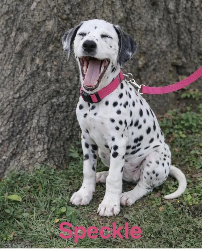 Dalmatian Litter thumbnail 3