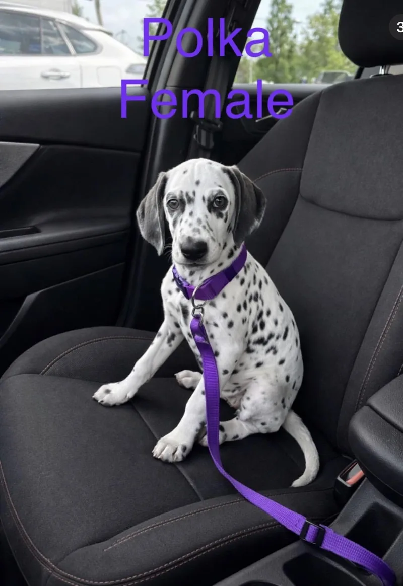 A baby large-sized female Dalmatian dog named Dalmatian Litter for adoption in Semmes, AL