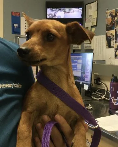 A young small-sized male Chihuahua dog named Mickey for adoption in Riverside, CA