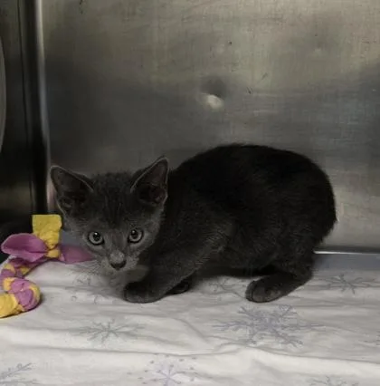 An adult medium-sized male Domestic Short Hair cat named Dylan for adoption in Gainesville, FL