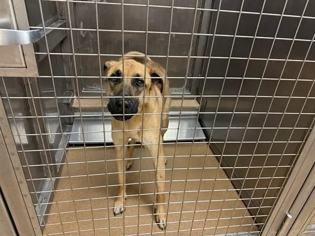 A young large-sized male German Shepherd Dog dog named Ray for adoption in Martinez, CA