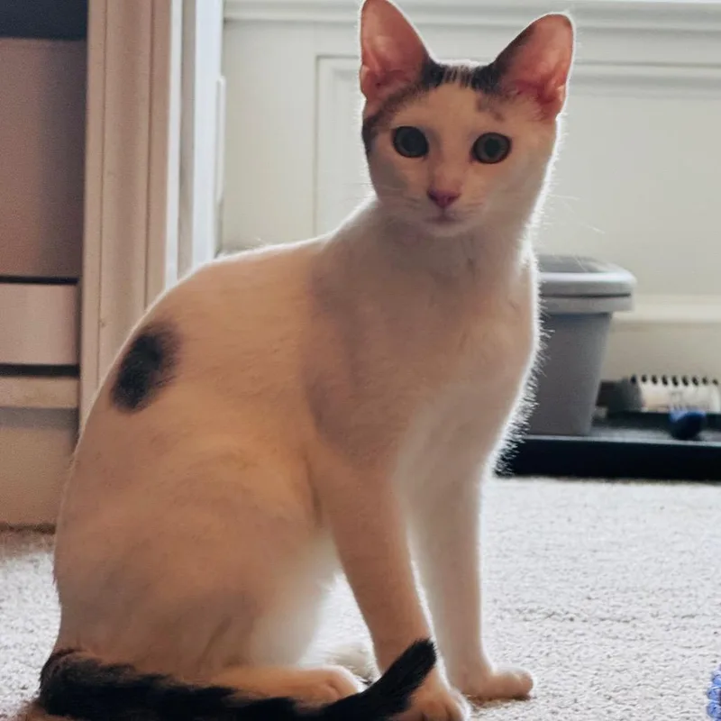 A young medium-sized male White Domestic Short Hair cat named Gromit for adoption in La Grange, KY