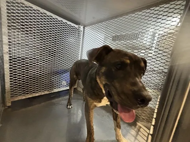 A young medium-sized male Pit Bull Terrier dog named Scooter for adoption in Bakersfield, CA