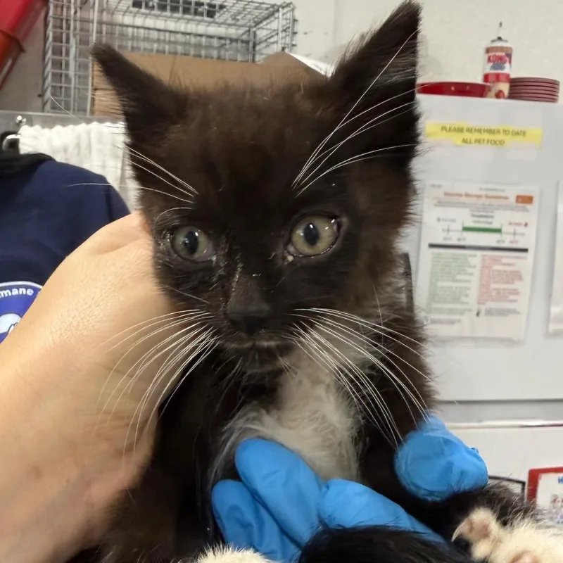 A baby small-sized male Black Domestic Short Hair cat named Nemo for adoption in Newark, NJ