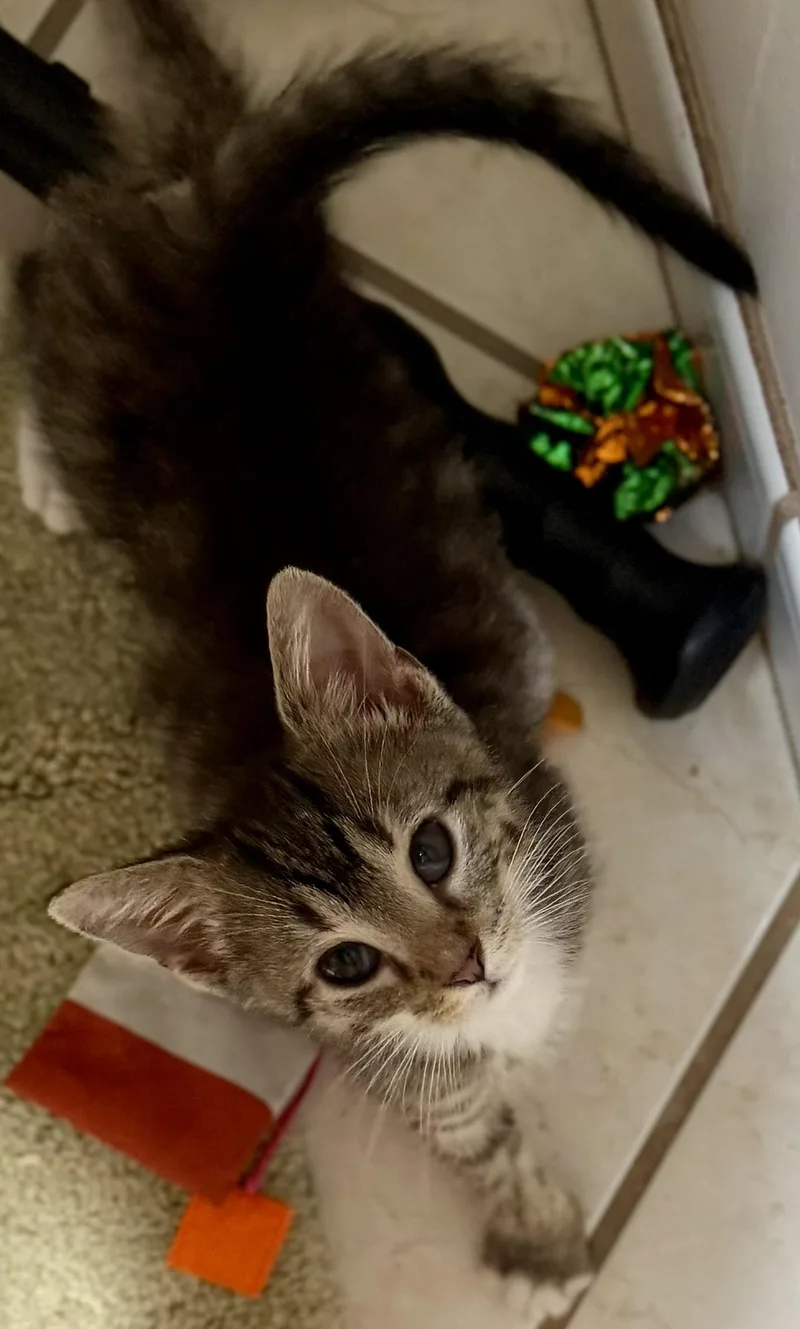 A baby small-sized male Tabby cat named Clyde for adoption in Beckley, WV