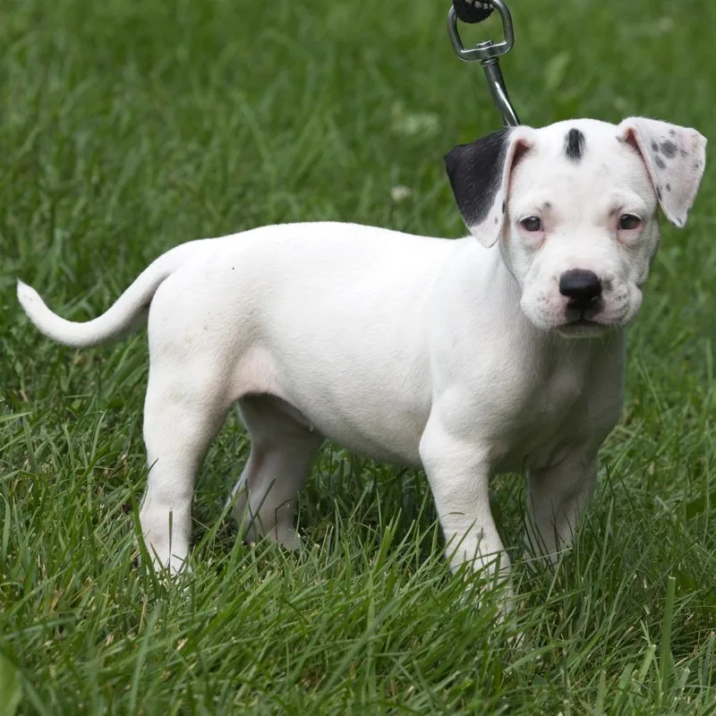 A baby medium-sized female White / Cream Pit Bull Terrier dog named Indigo for adoption in South Elgin, IL