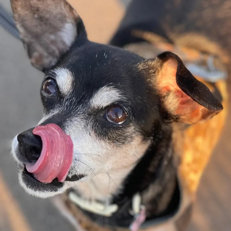 A senior small-sized female Black Chihuahua dog named Whimsy for adoption in San Francisco, CA